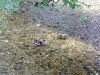 Mallard 京都祇園白川 Sat, 7/8/2017