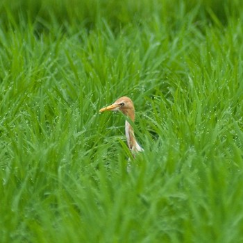 Eastern Cattle Egret 奈良市水上池 Sun, 7/9/2017