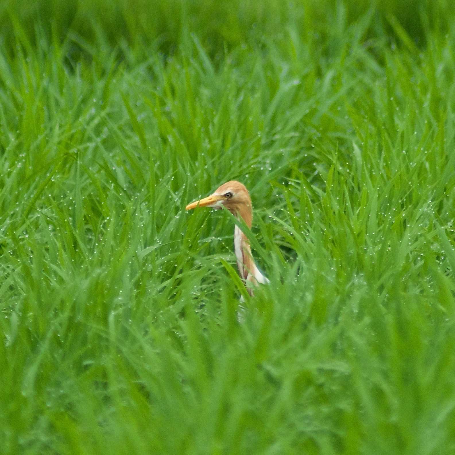 Photo of Eastern Cattle Egret at 奈良市水上池 by veritas_vita