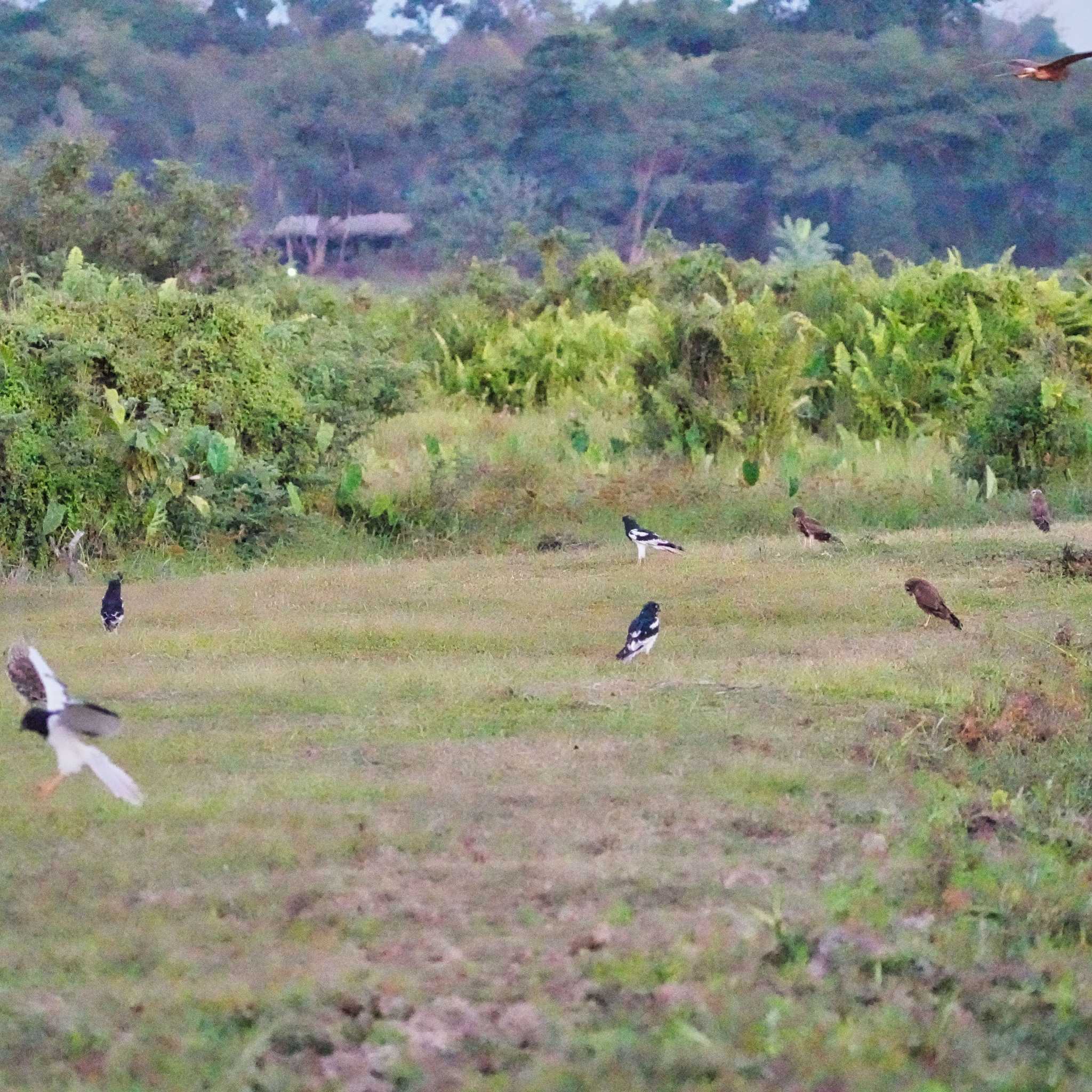 Pang Hung, Wiang Nong Lom マダラチュウヒの写真 by span265