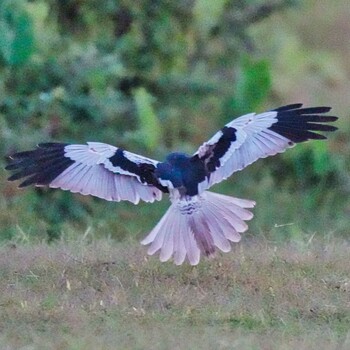 Pied Harrier Pang Hung, Wiang Nong Lom Tue, 12/28/2021