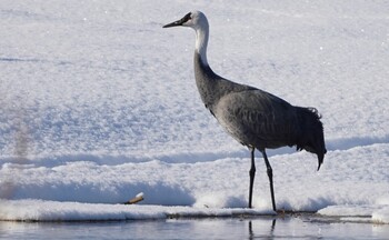 Hooded Crane 北海道 Thu, 1/6/2022