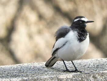 Wed, 12/22/2021 Birding report at 六甲山