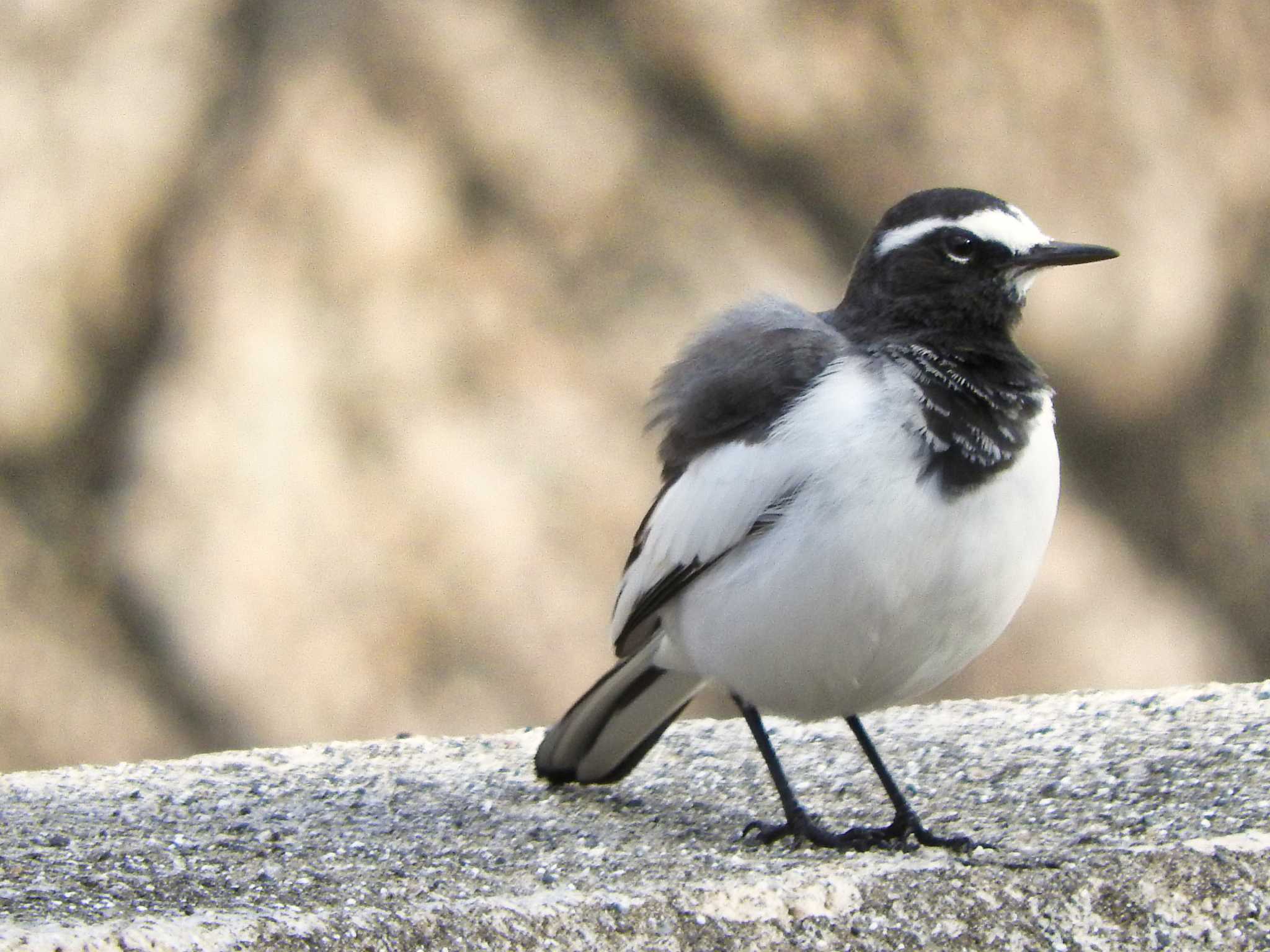 Japanese Wagtail