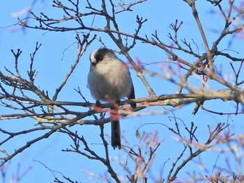 エナガ 山口県 2022年1月6日(木)