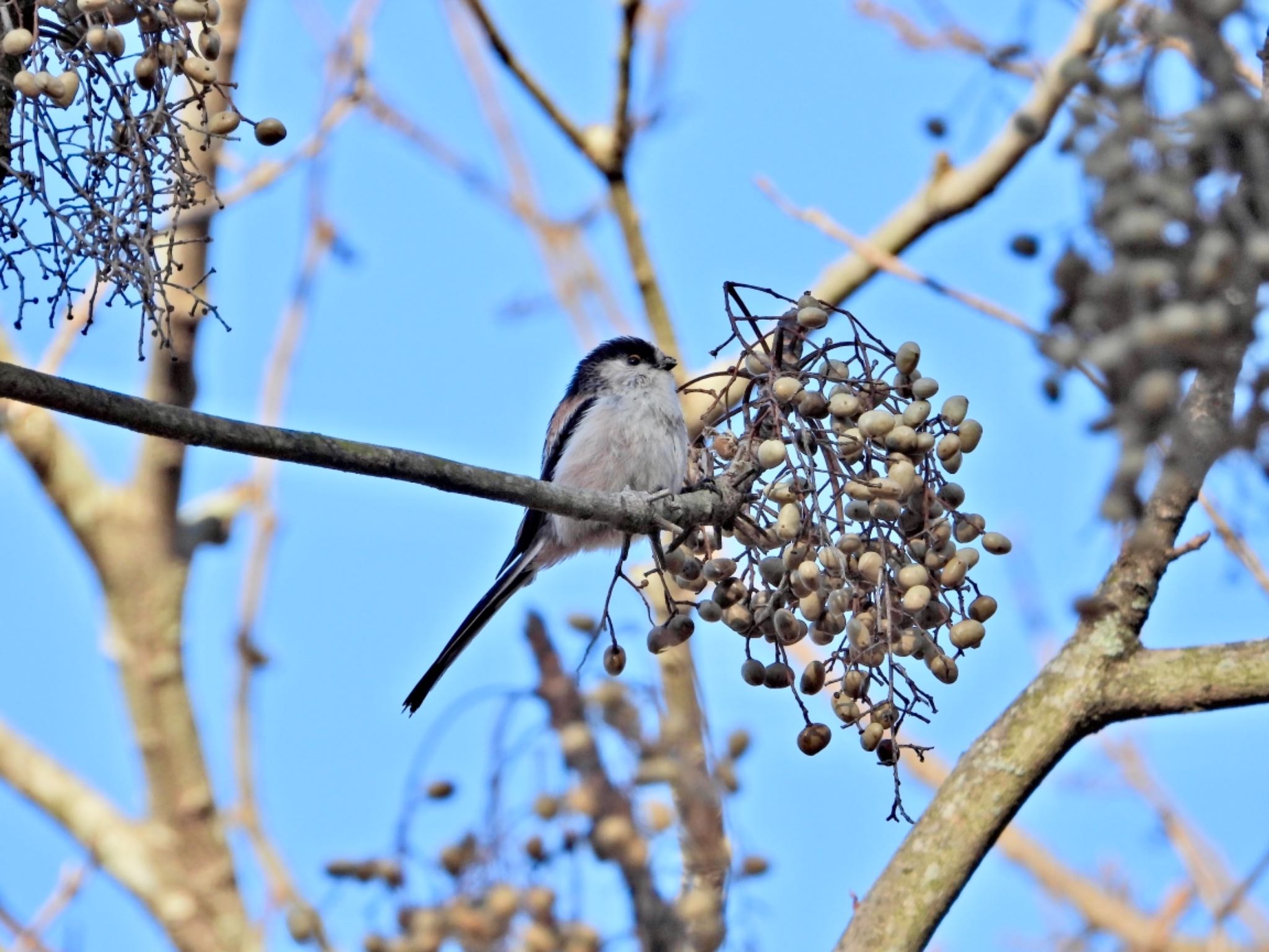 Photo of Long-tailed Tit at 山口県 by chee