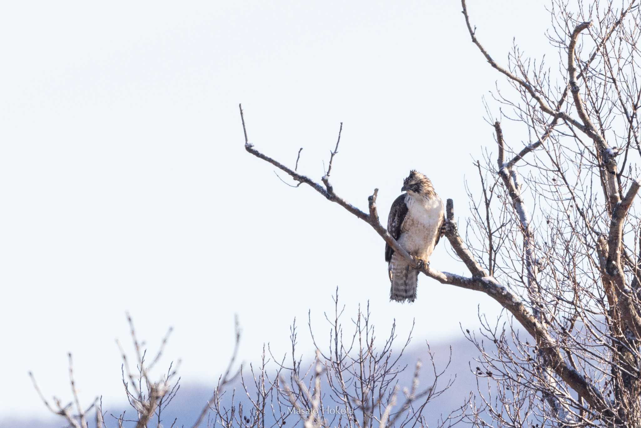 奥蘂別川河口 クマタカの写真 by Trio