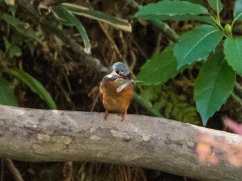 Common Kingfisher Rikugien Garden Sat, 11/27/2021