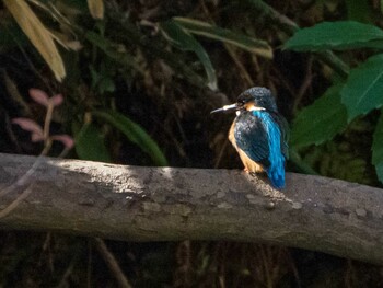 Common Kingfisher Rikugien Garden Sat, 11/27/2021