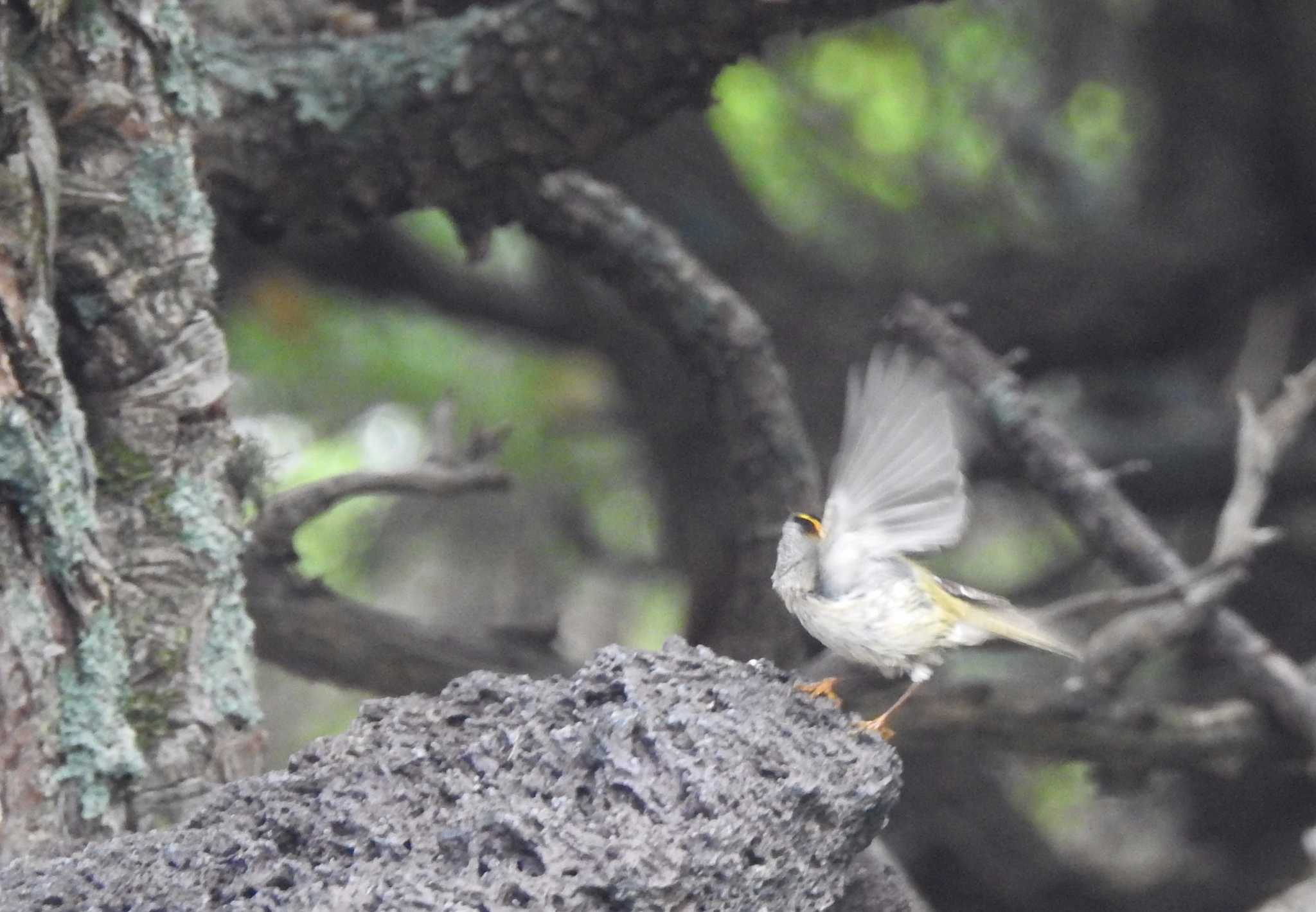 Goldcrest