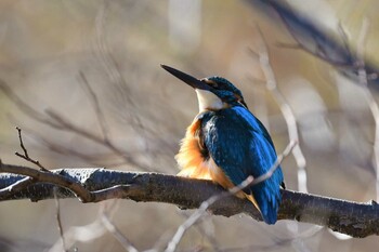 Common Kingfisher 徳生公園 Tue, 1/4/2022