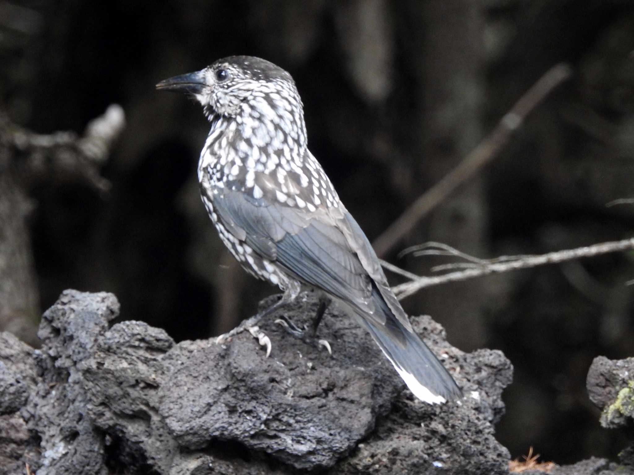 Spotted Nutcracker