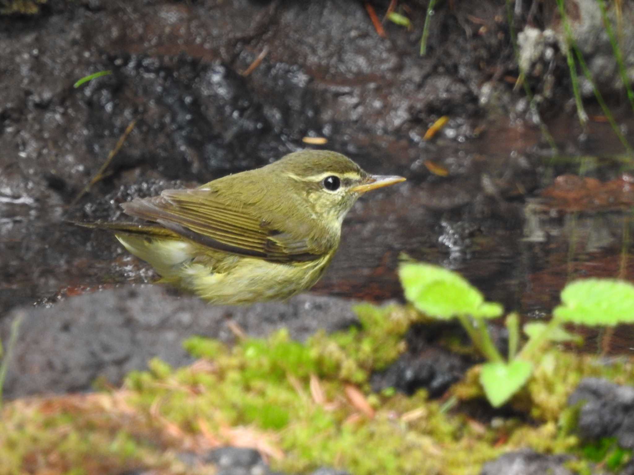 Japanese Leaf Warbler