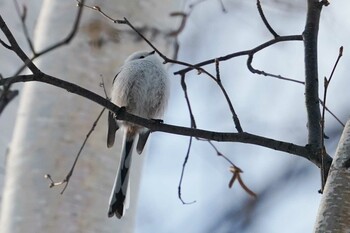 2022年1月6日(木) 西野緑道(札幌市西区)の野鳥観察記録