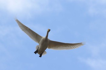 コハクチョウ 湖北野鳥センター 2017年2月19日(日)