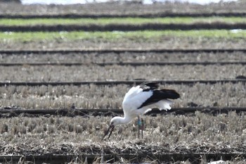 Sun, 2/19/2017 Birding report at 湖北野鳥センター