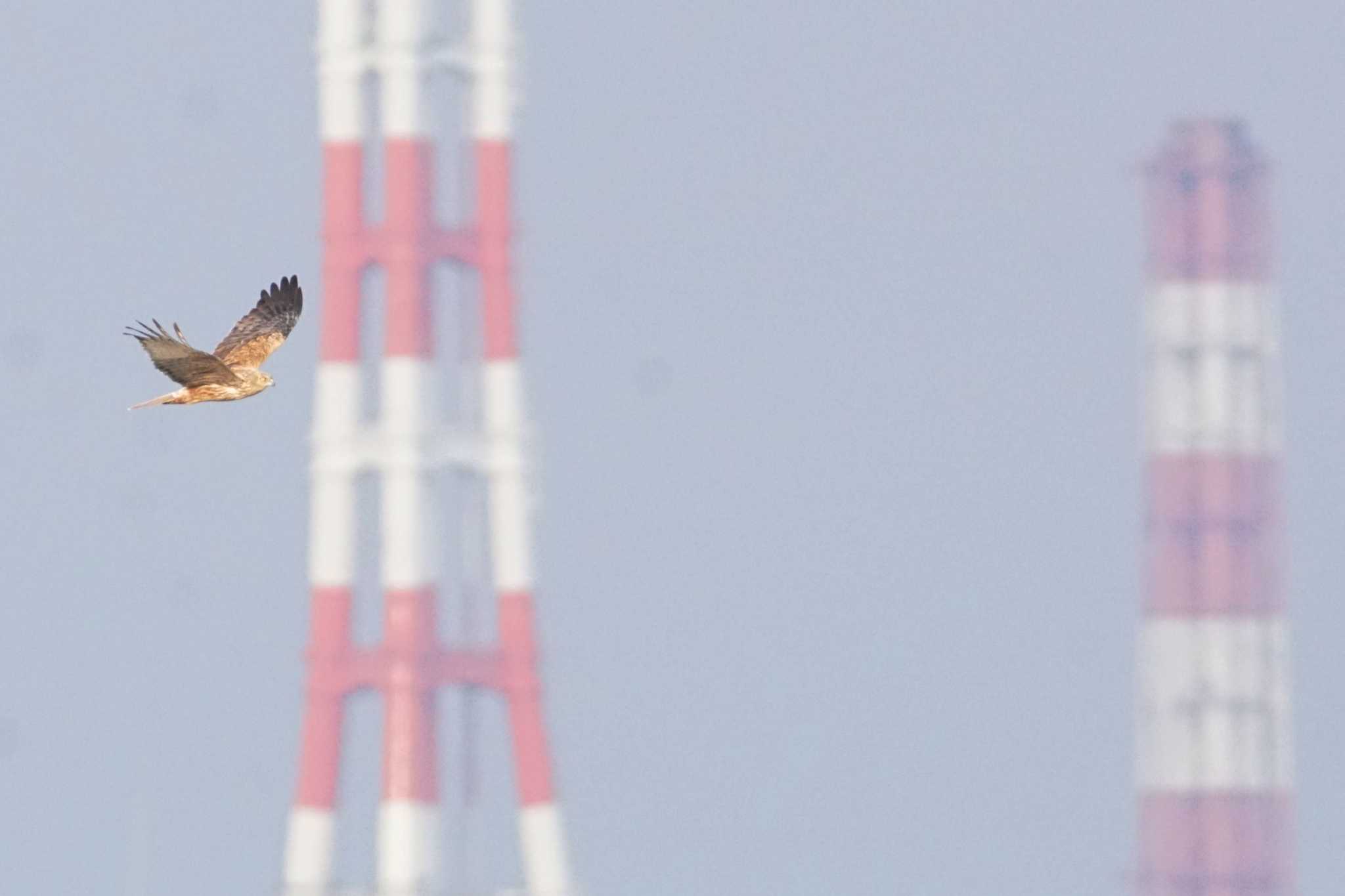 Eastern Marsh Harrier