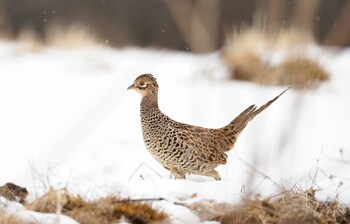 Green Pheasant Unknown Spots Unknown Date