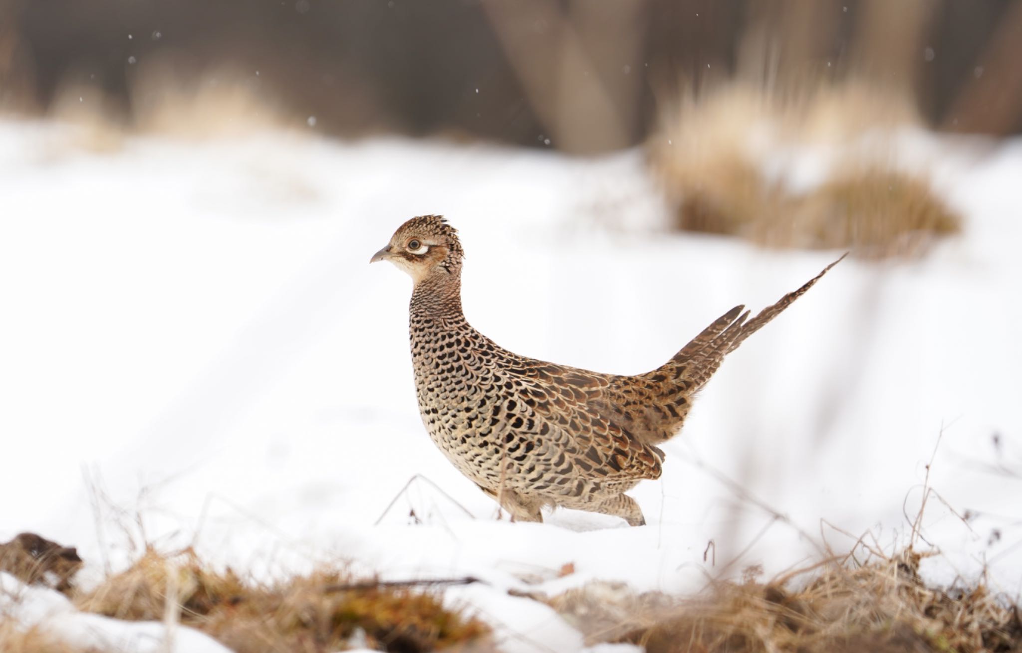 Photo of Green Pheasant at  by 倶利伽羅