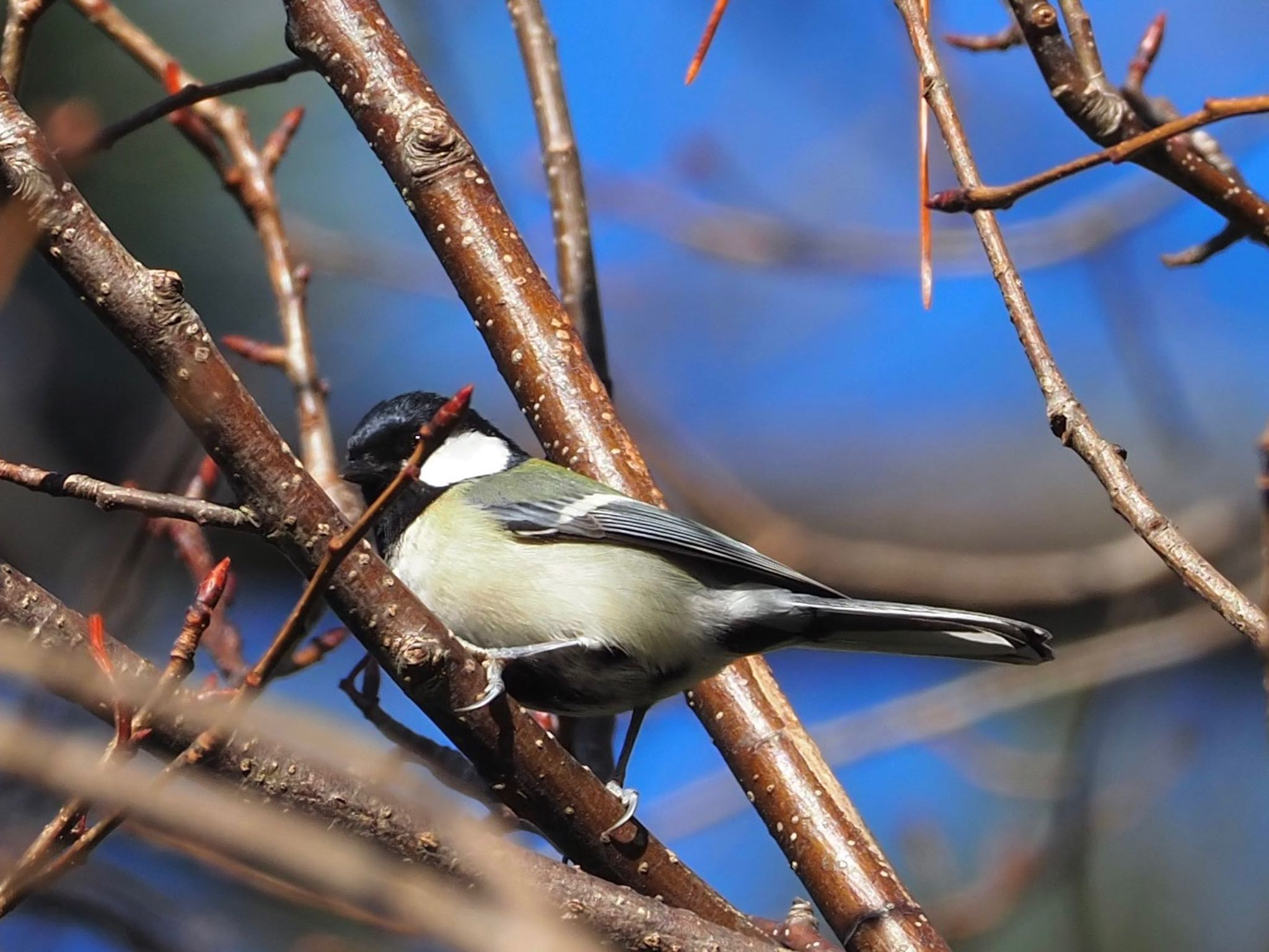 シジュウカラ