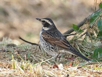 2022年1月1日(土) 岡崎市南公園の野鳥観察記録