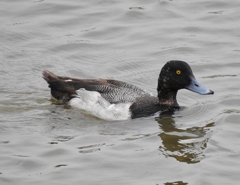 Greater Scaup