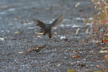 2022年1月7日(金) 長浜公園の野鳥観察記録