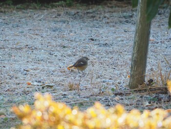 Daurian Redstart 沼津市東間門 Fri, 1/7/2022