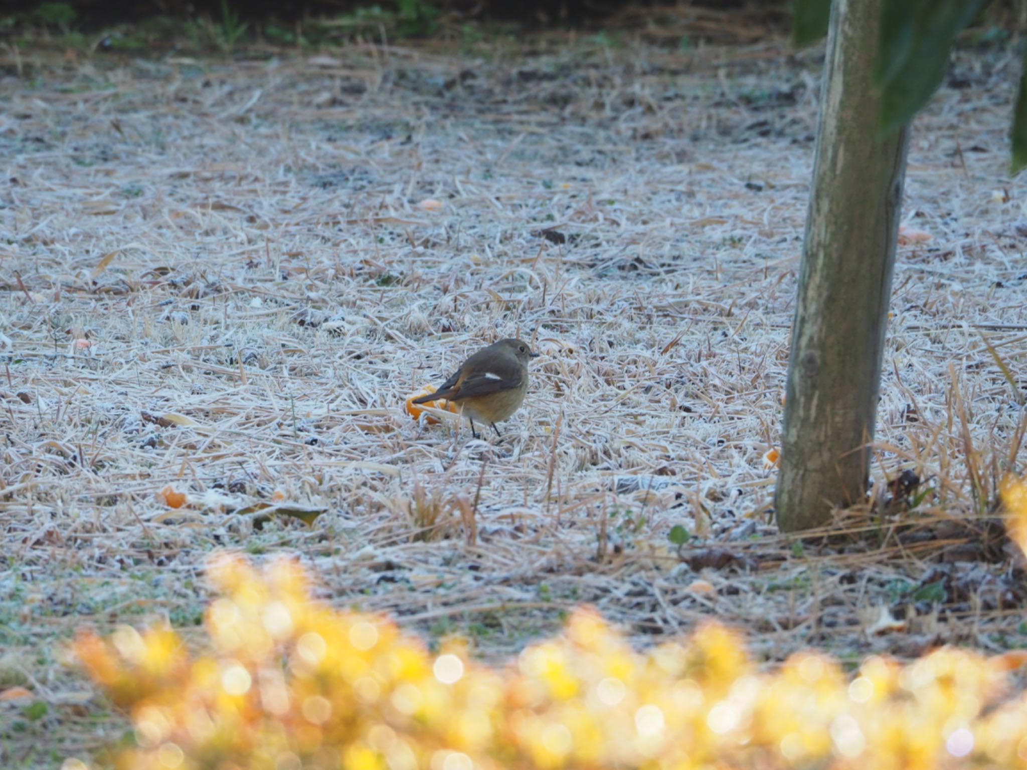 Daurian Redstart