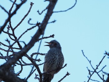 Brown-eared Bulbul 沼津市東間門 Fri, 1/7/2022