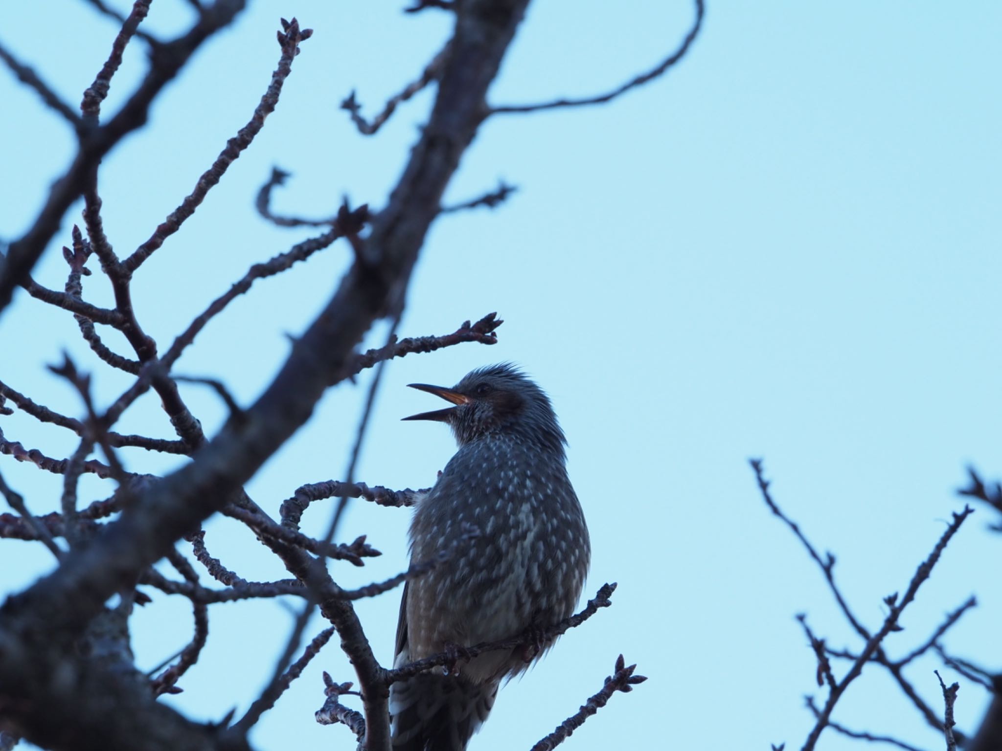 Photo of Brown-eared Bulbul at 沼津市東間門 by km