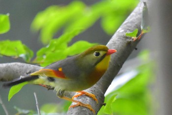 ソウシチョウ 高尾山 2017年6月24日(土)