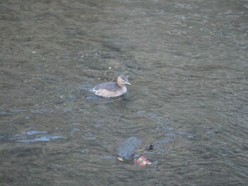 Little Grebe 沼津市東間門 Fri, 1/7/2022