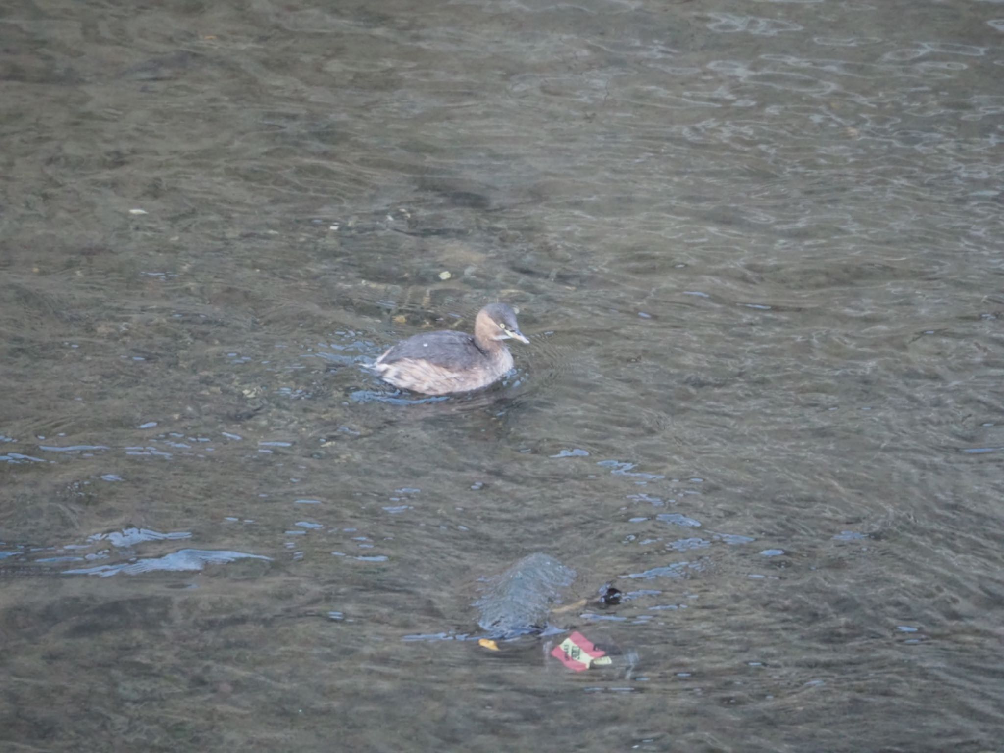 Little Grebe