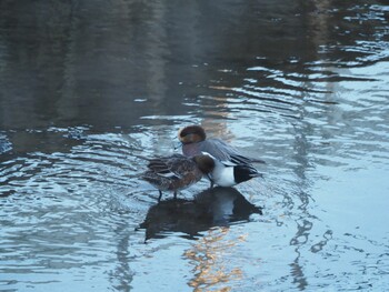 Eurasian Wigeon 沼津市東間門 Fri, 1/7/2022