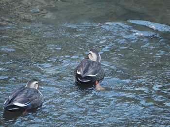 Eastern Spot-billed Duck 沼津市東間門 Fri, 1/7/2022