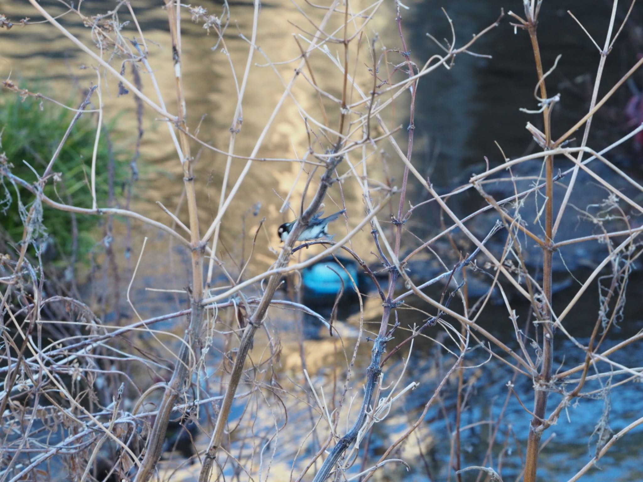 Japanese Tit