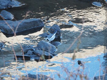 White Wagtail 沼津市東間門 Fri, 1/7/2022