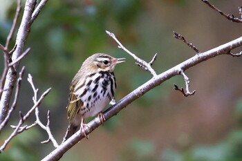 Olive-backed Pipit 岡山県 砂川公園 Wed, 1/5/2022