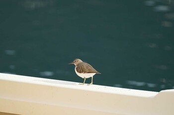 Common Sandpiper 御津漁港 Fri, 1/7/2022