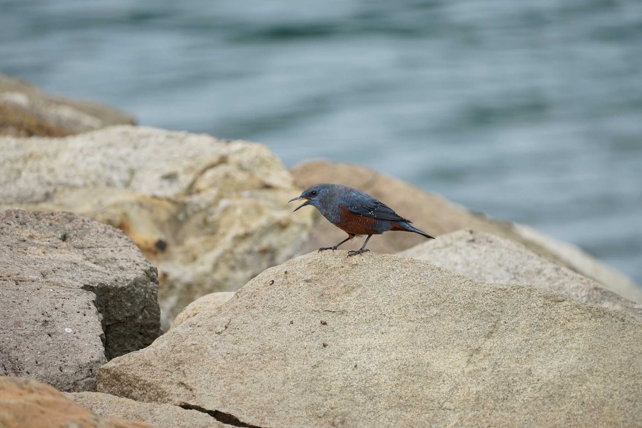 Photo of Blue Rock Thrush at 御津漁港 by ひらも