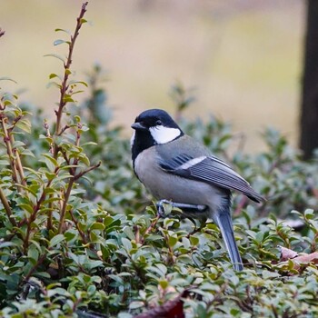 2022年1月7日(金) びわこ文化公園の野鳥観察記録