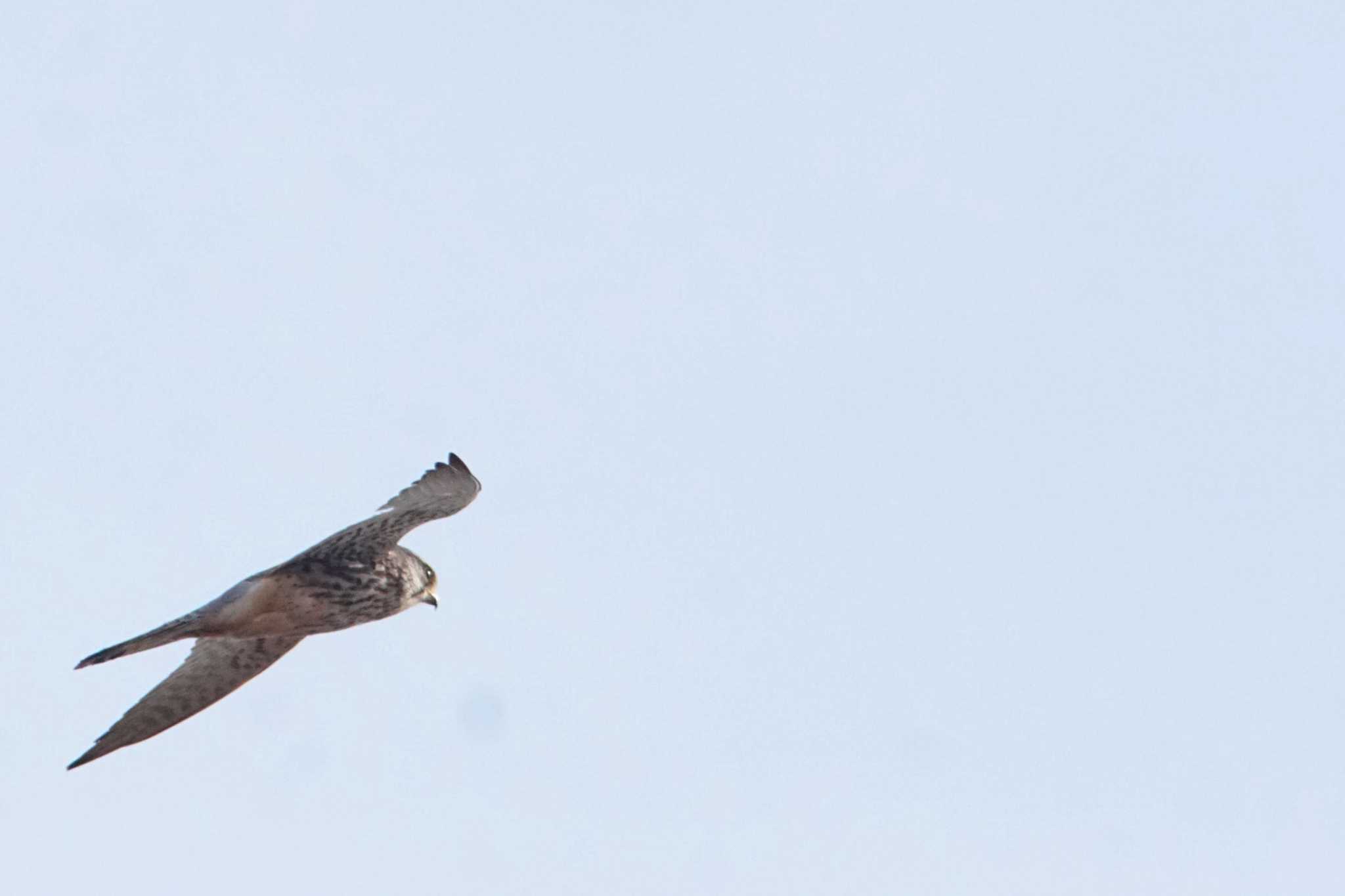 Photo of Merlin at 千葉県利根川 by bea