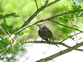 Brown-eared Bulbul 男山自然公園 Sun, 7/9/2017