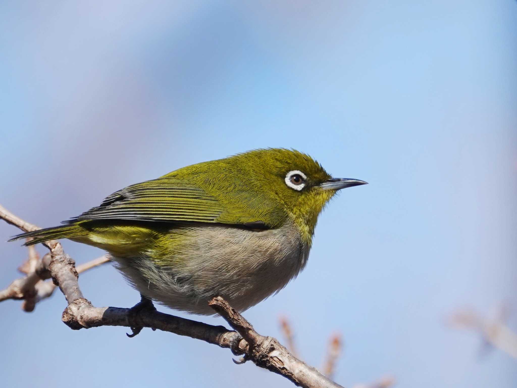 Photo of Warbling White-eye at Komiya Park by ぴろり