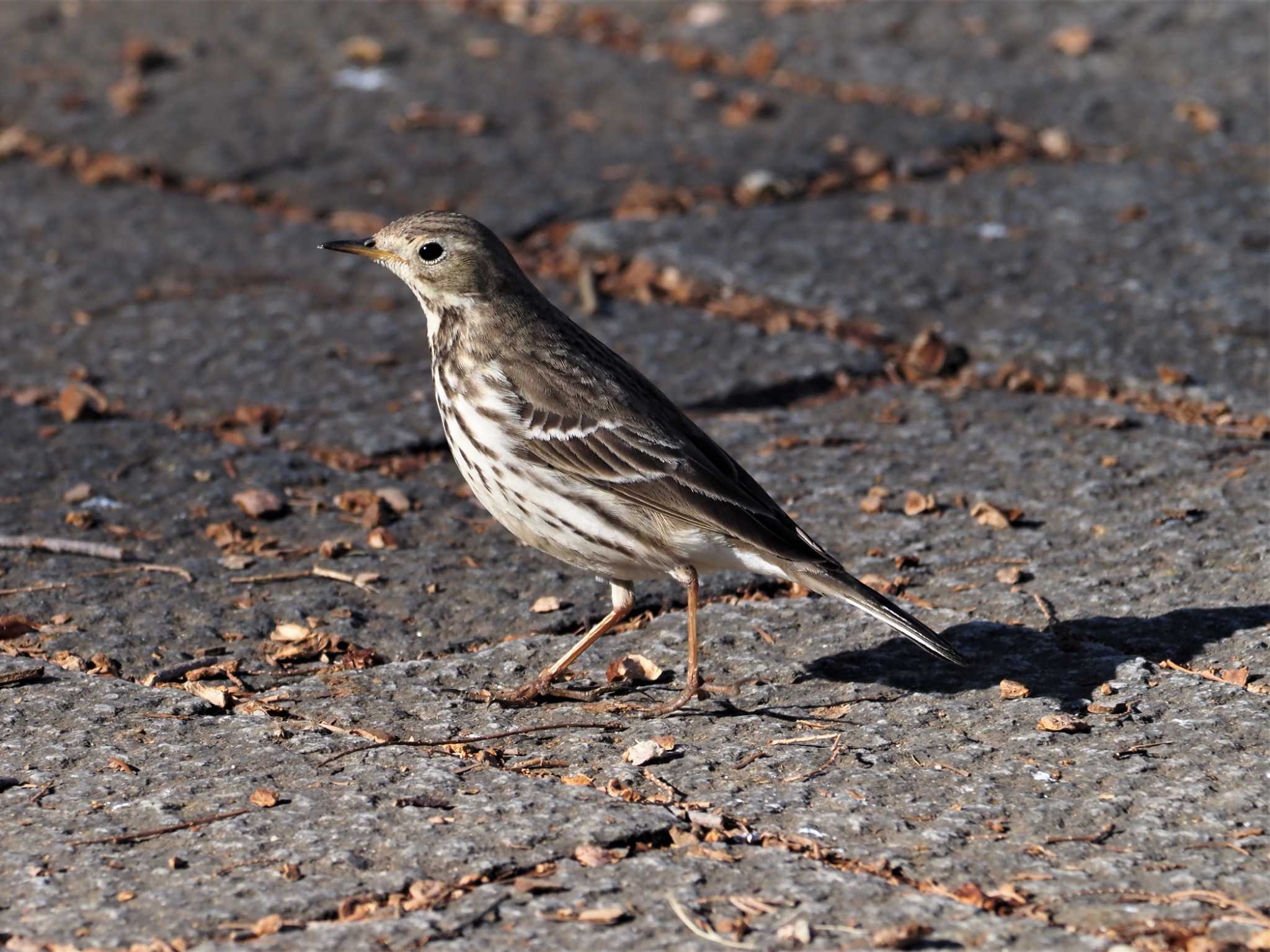 Water Pipit