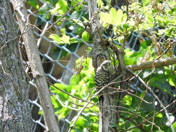 Japanese Pygmy Woodpecker 男山自然公園 Sun, 7/9/2017