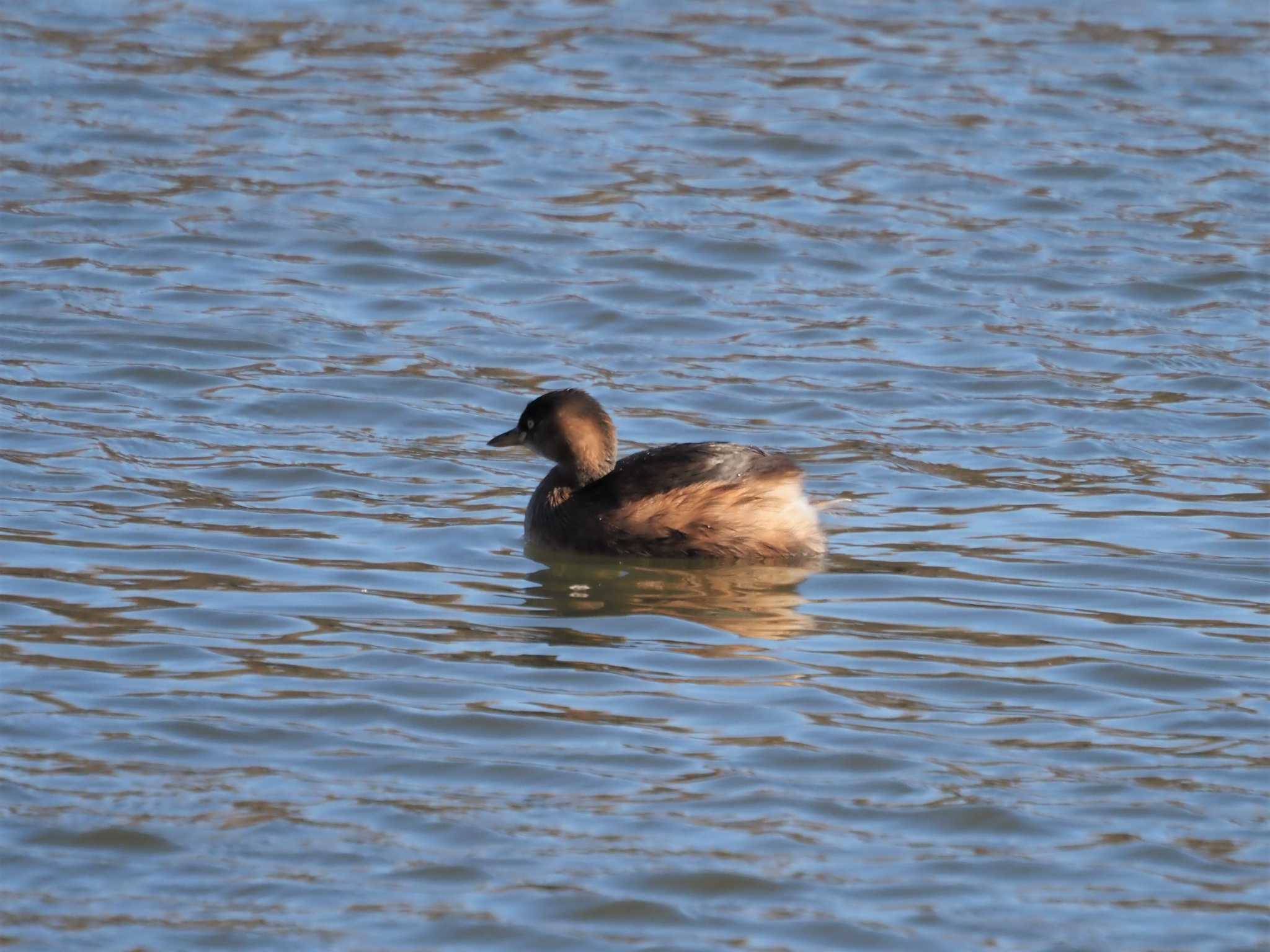 Little Grebe