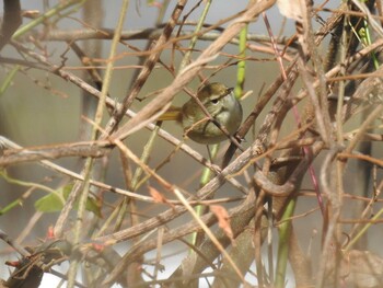 Japanese Bush Warbler 岐阜公園 Sat, 1/1/2022