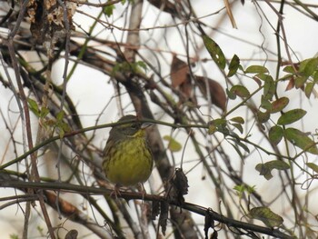 Masked Bunting 岐阜公園 Sat, 1/1/2022